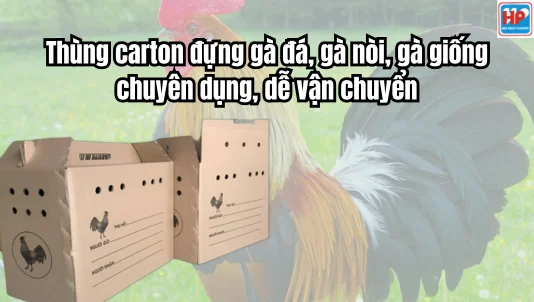 Thùng carton đựng gà đá, gà nòi, gà giống chuyên dụng, dễ vận chuyển